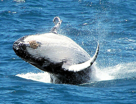 Whale breaching the surface of the water
