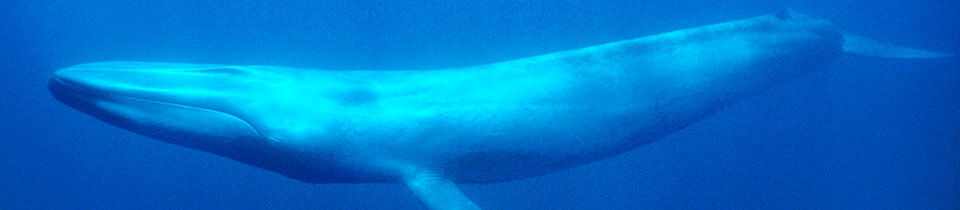 Blue whale