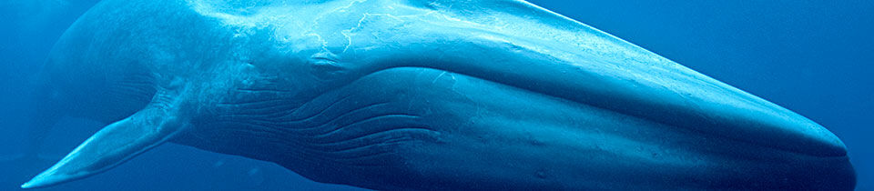 Blue whale