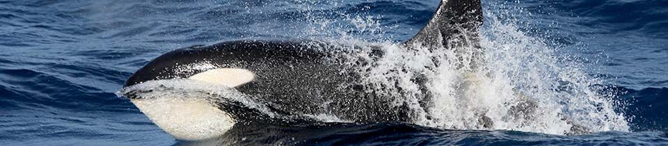 Killer whale