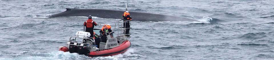 Researchers tag a blue whale